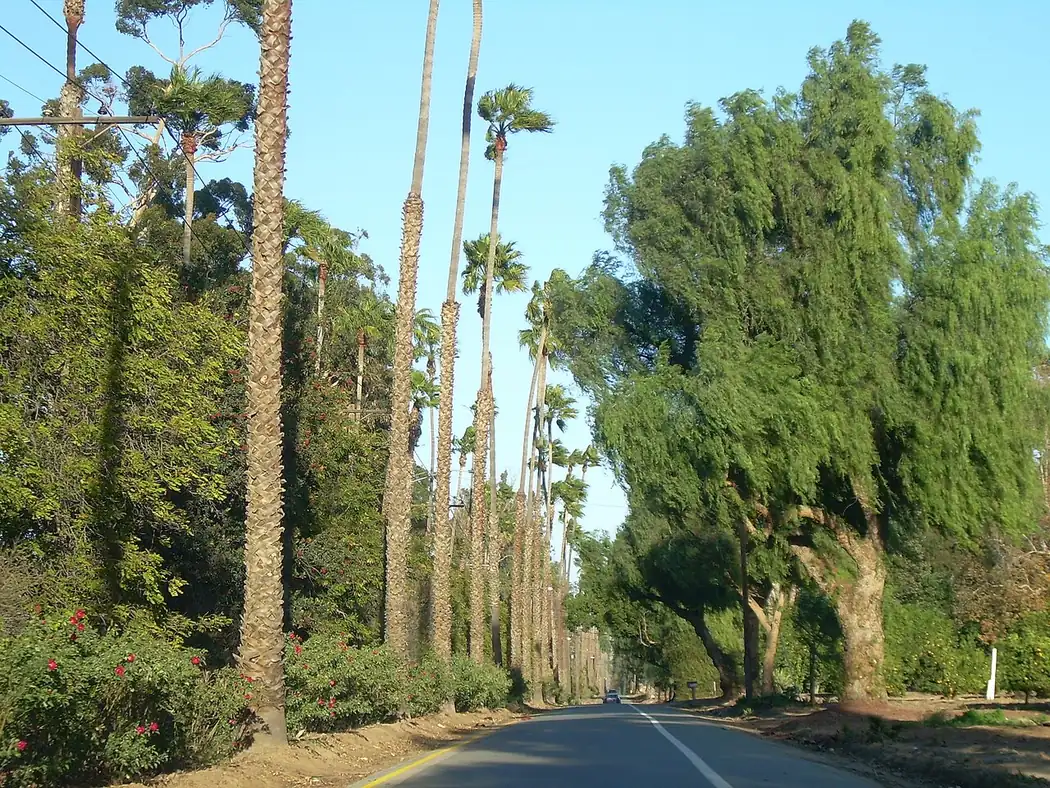 Victoria Avenue in Riverside, California, a historic divided parkway lined with palms and pepper trees