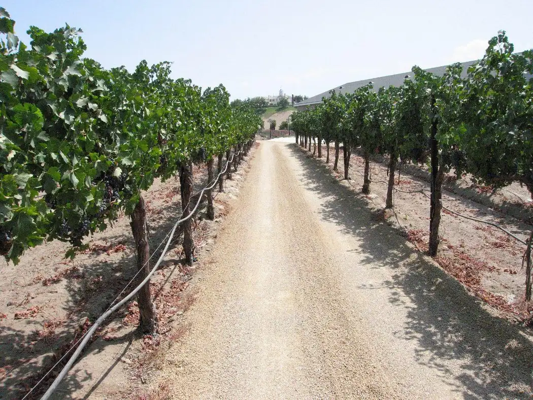 Rows of grapevines in a Temecula Valley vineyard, Temecula, California